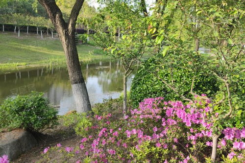 金楊新村六街坊居住體驗(yàn)與市場(chǎng)觀察 優(yōu)勢(shì)、不足及經(jīng)紀(jì)人視角